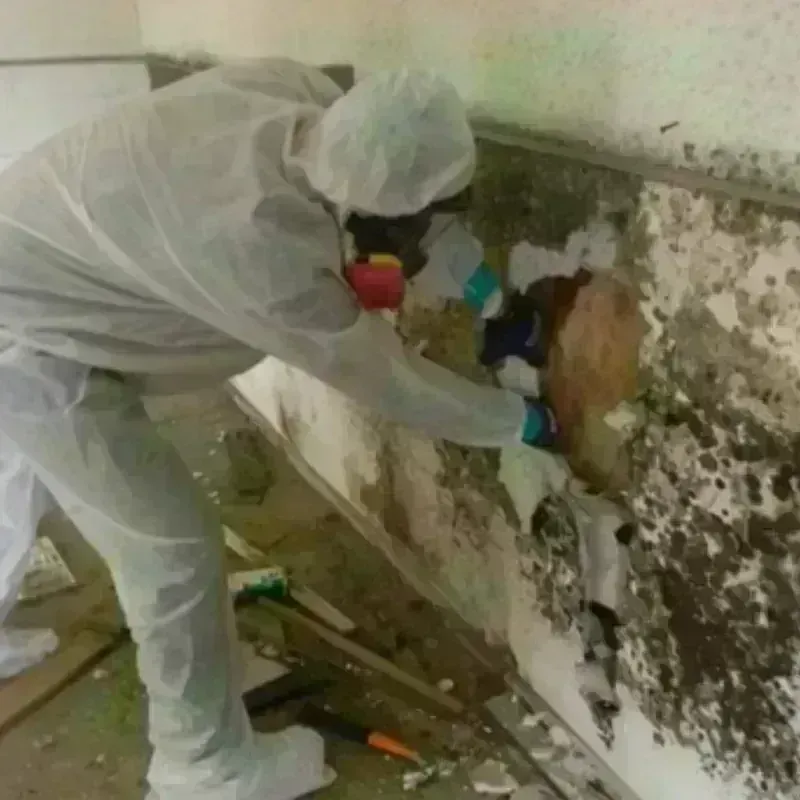 Mold Remediation and Removal in Nicholasville, KY